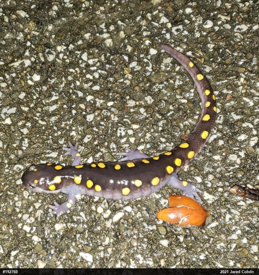 Spotted Salamander