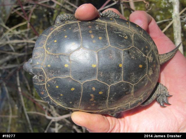 Spotted Turtle