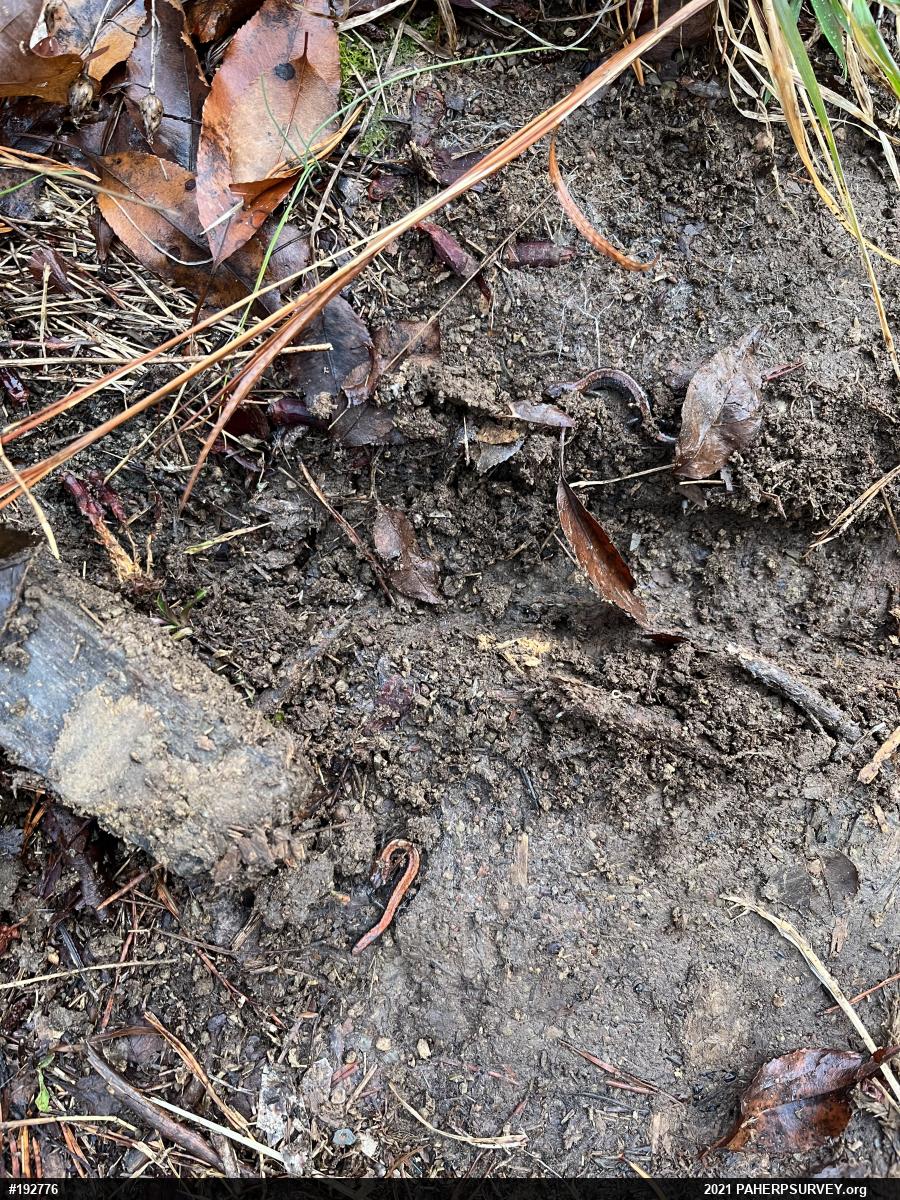 Eastern Red-backed  Salamander