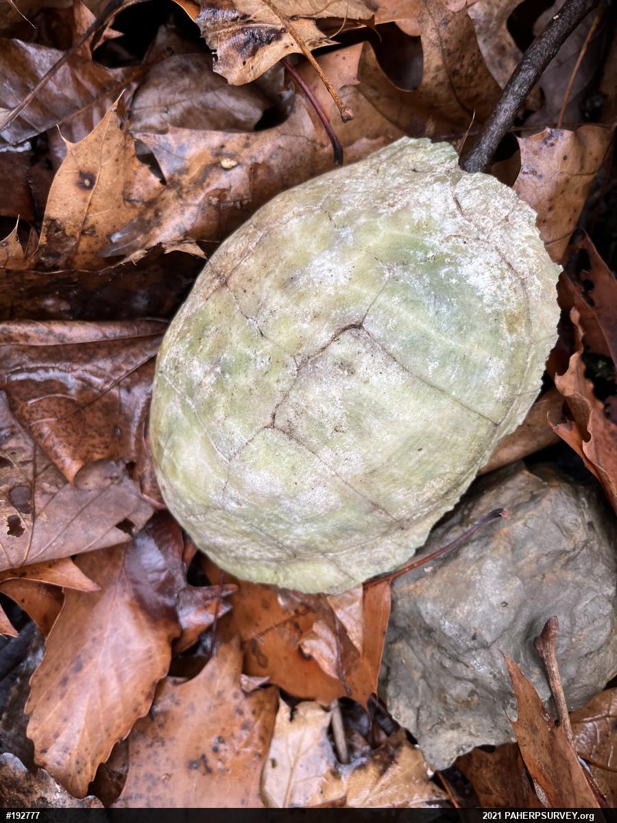 Eastern Box Turtle