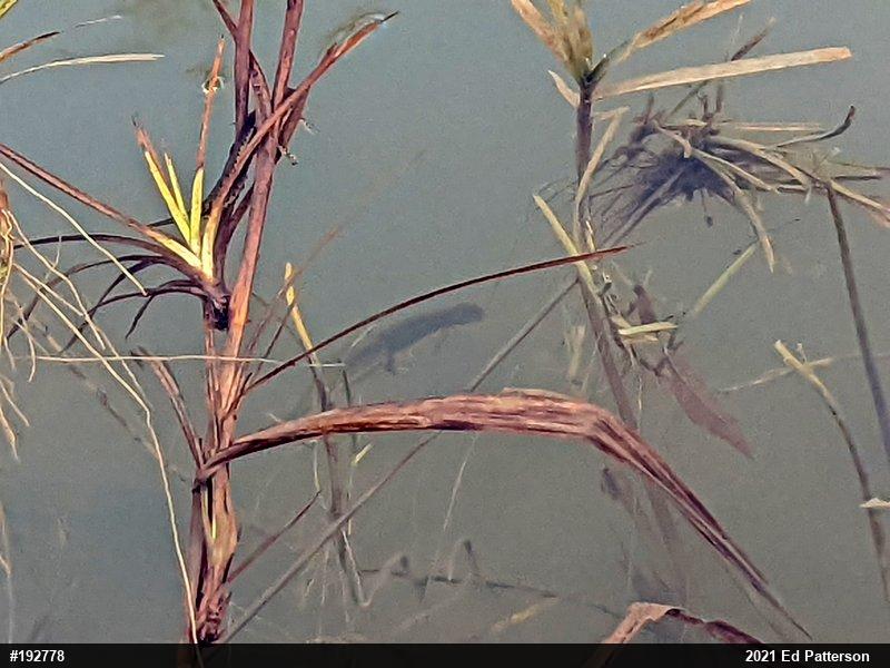 Red-spotted Newt