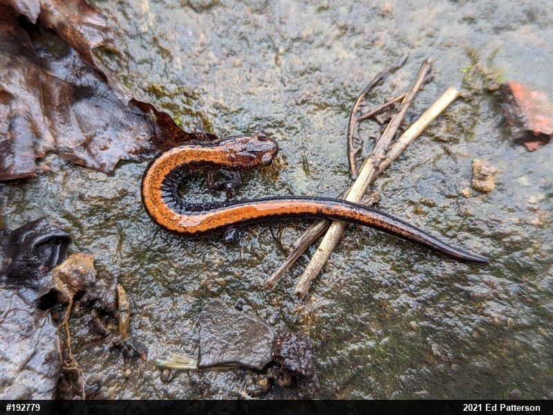 Eastern Red-backed  Salamander