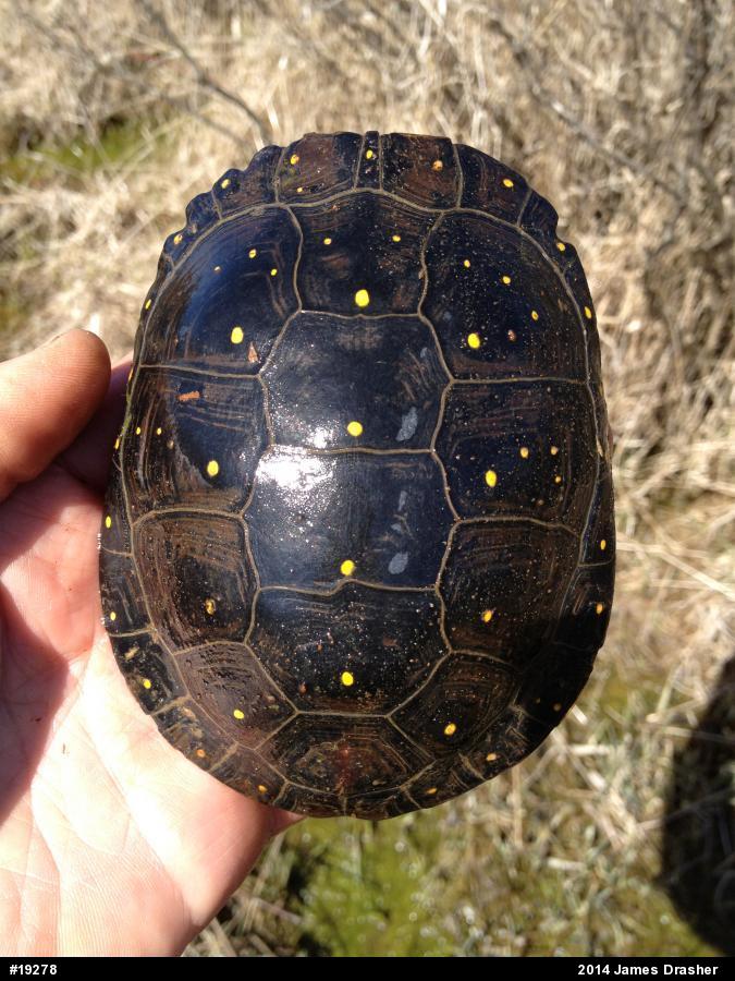 Spotted Turtle