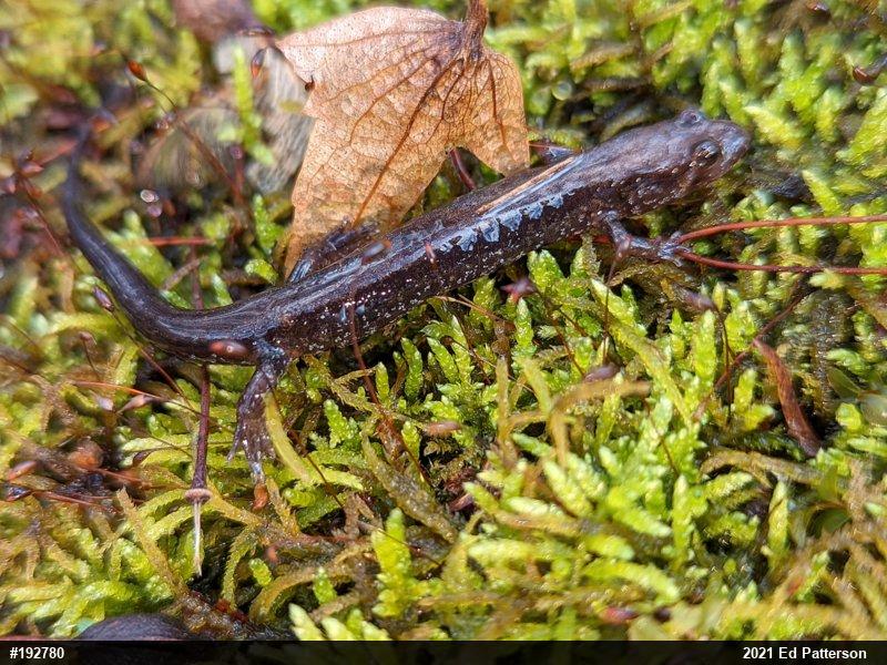 Allegheny Mountain Dusky Salamander