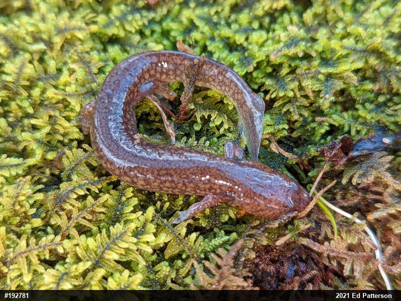 Northern Spring Salamander