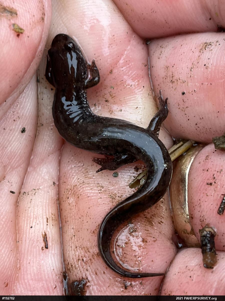 Northern Dusky Salamander