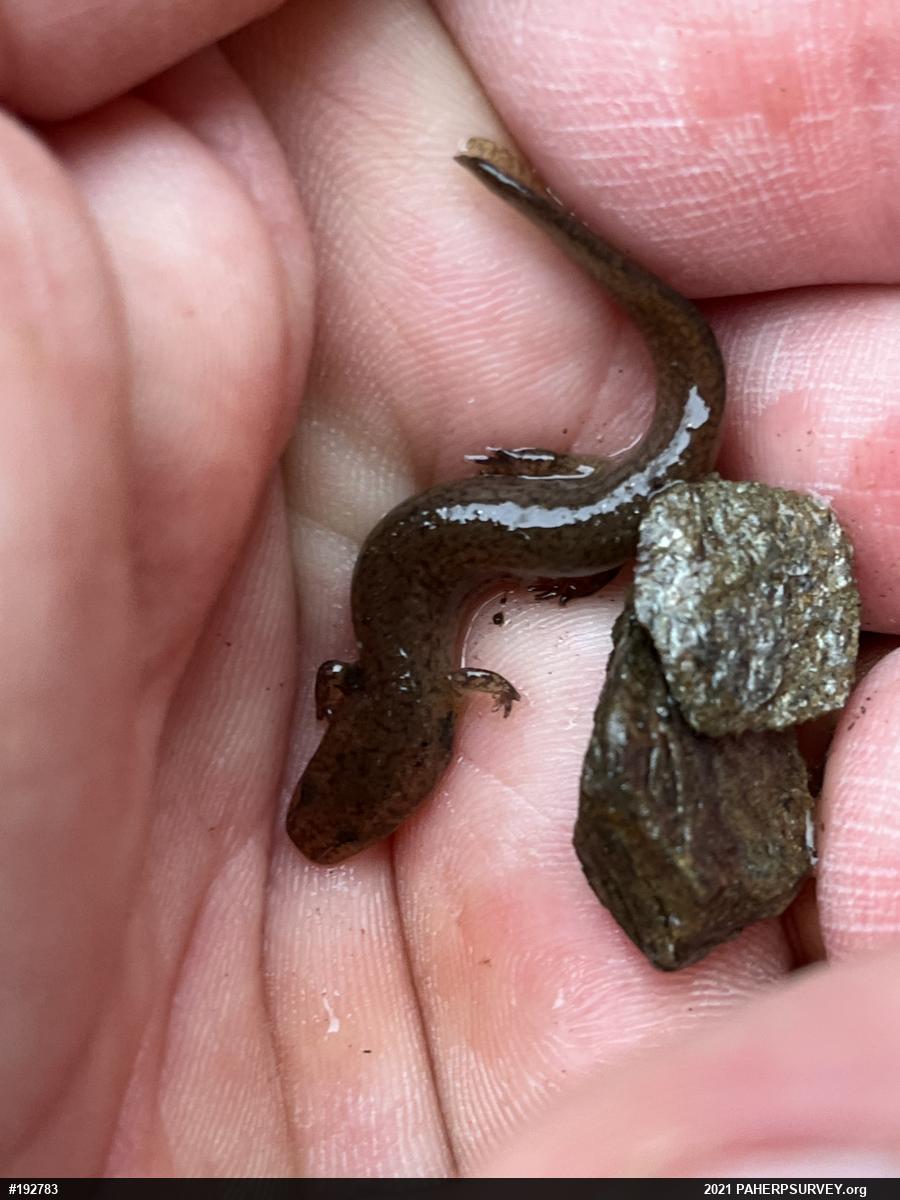 Northern Red Salamander