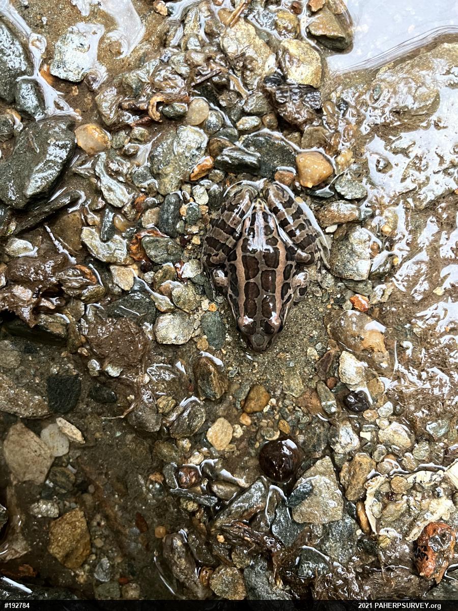 Pickerel Frog