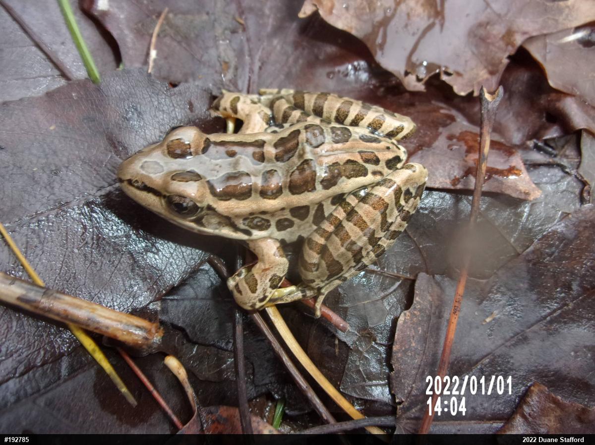 Pickerel Frog