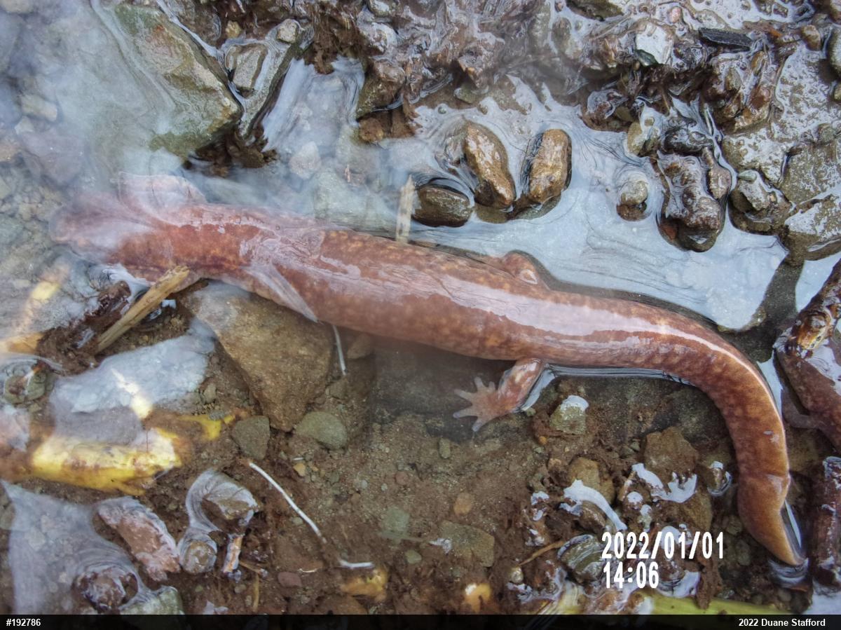 Northern Spring Salamander