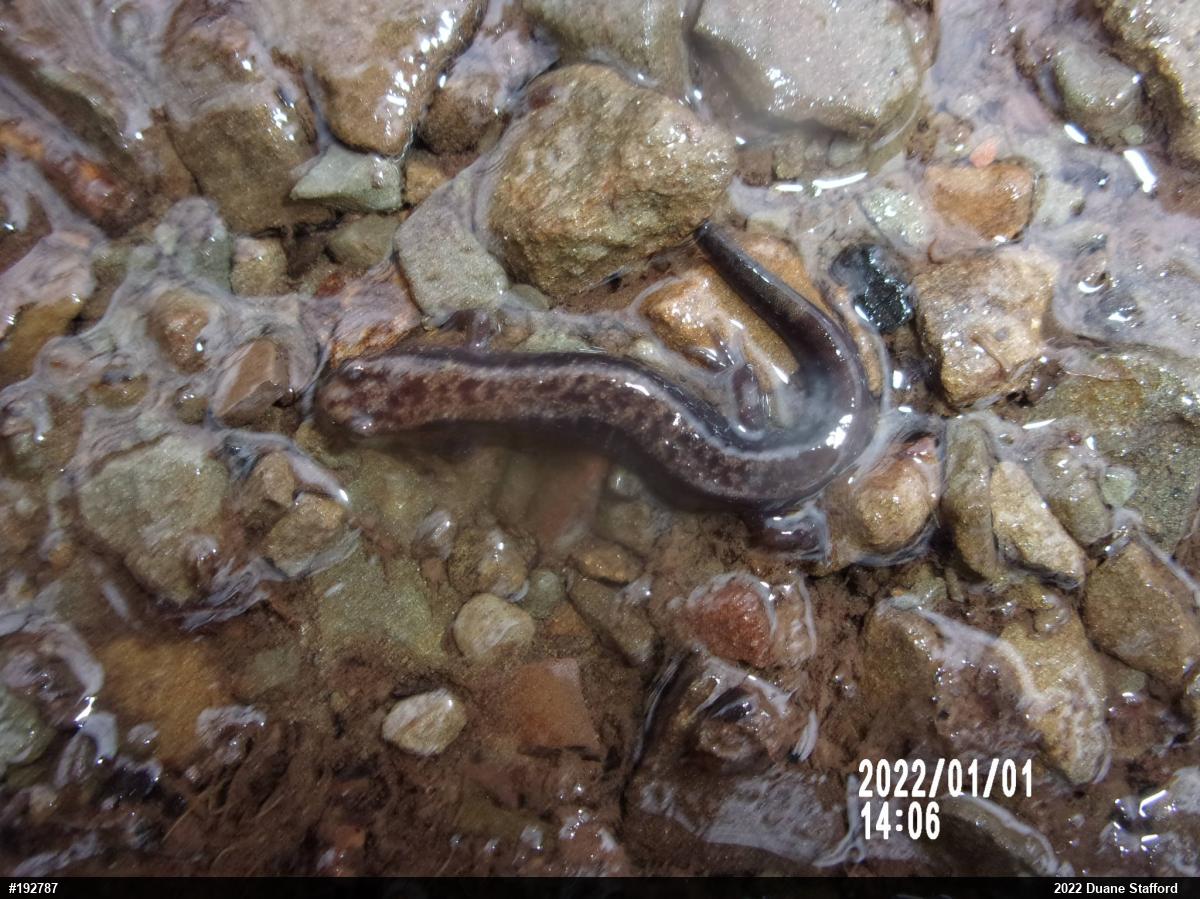 Allegheny Mountain Dusky Salamander