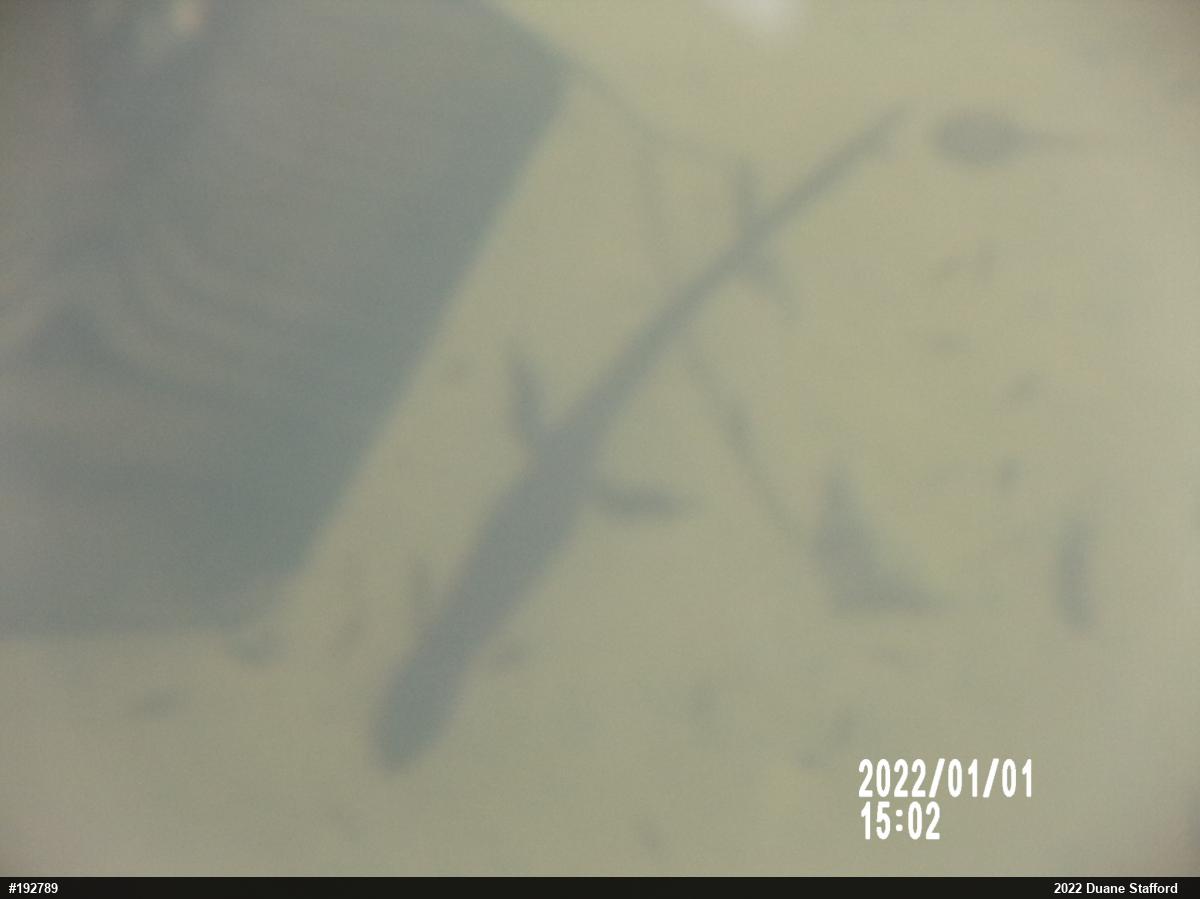 Red-spotted Newt