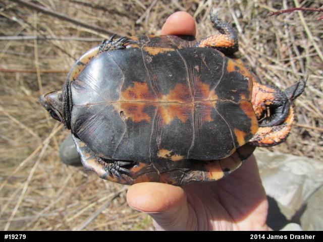 Spotted Turtle
