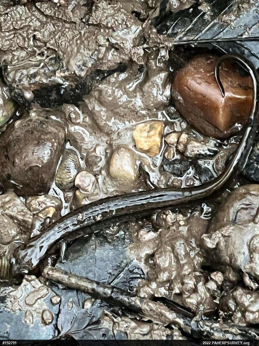 Northern Two-lined Salamander