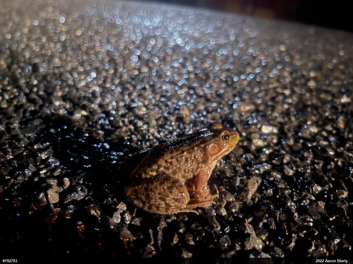 Green Frog