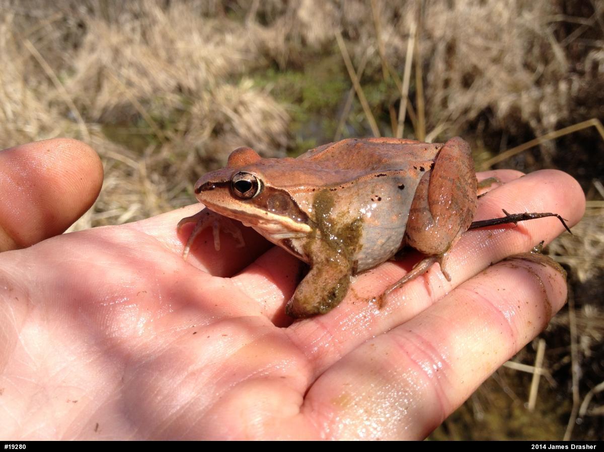 Wood Frog