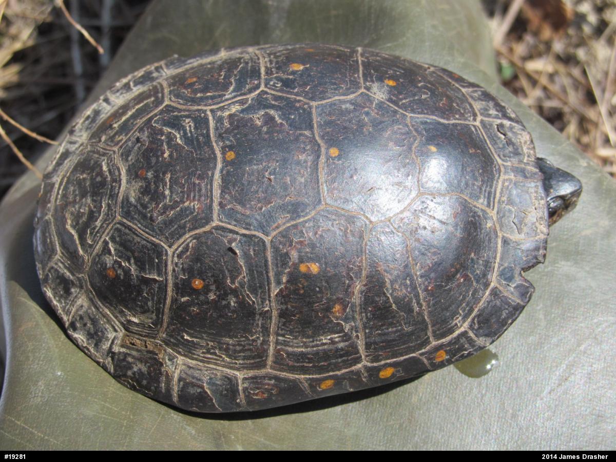 Spotted Turtle