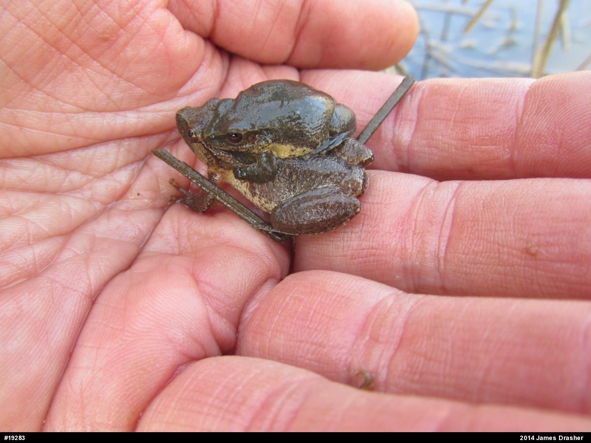 Spring Peeper