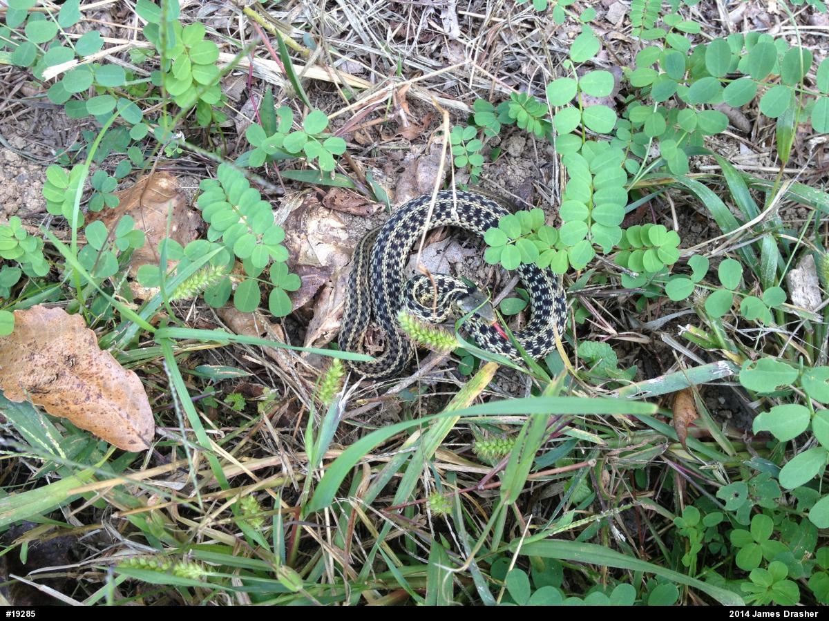 Eastern Gartersnake