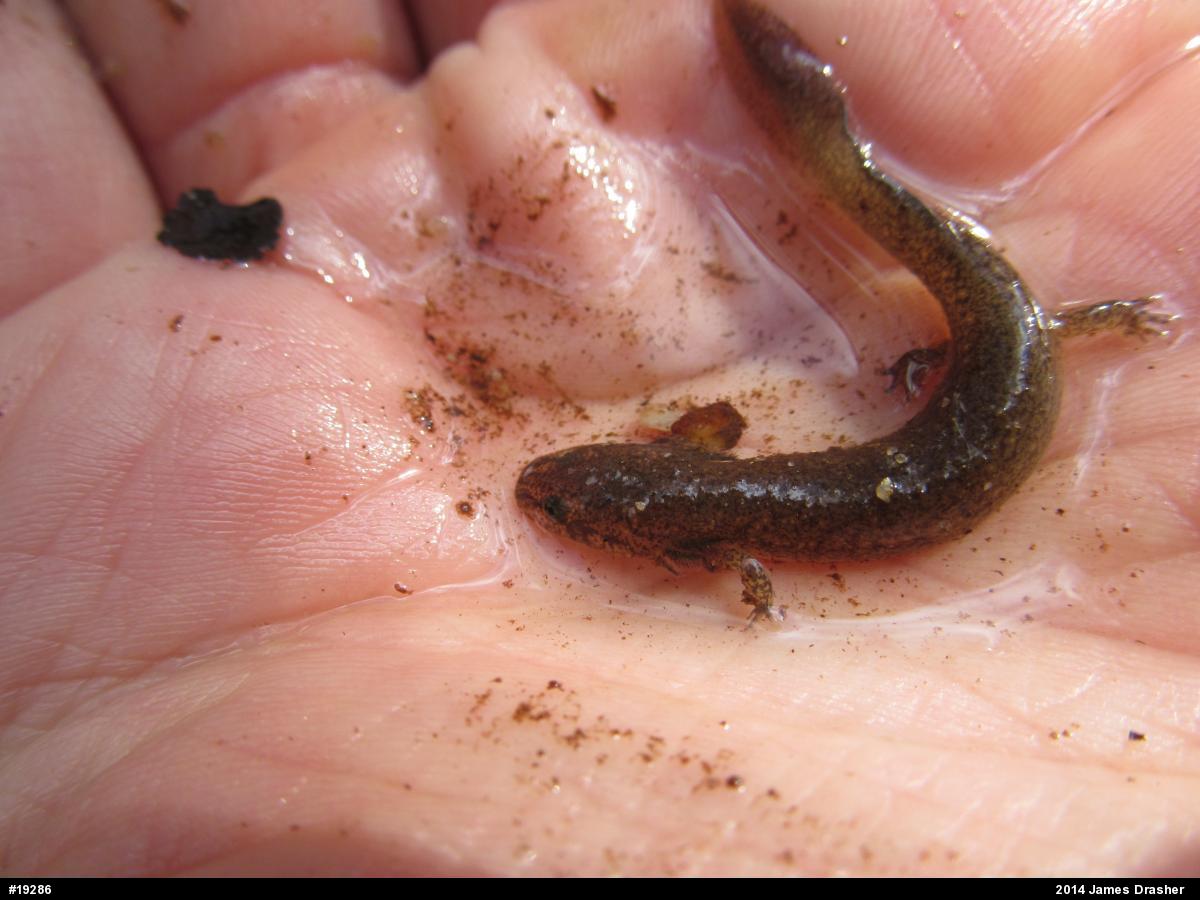 Northern Red Salamander