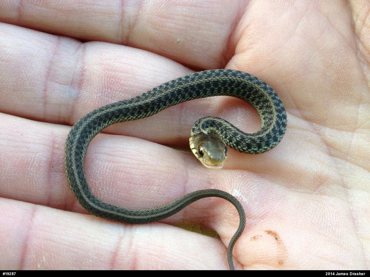 Eastern Gartersnake