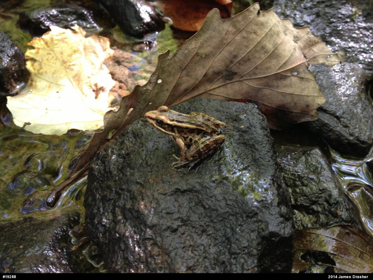 Pickerel Frog