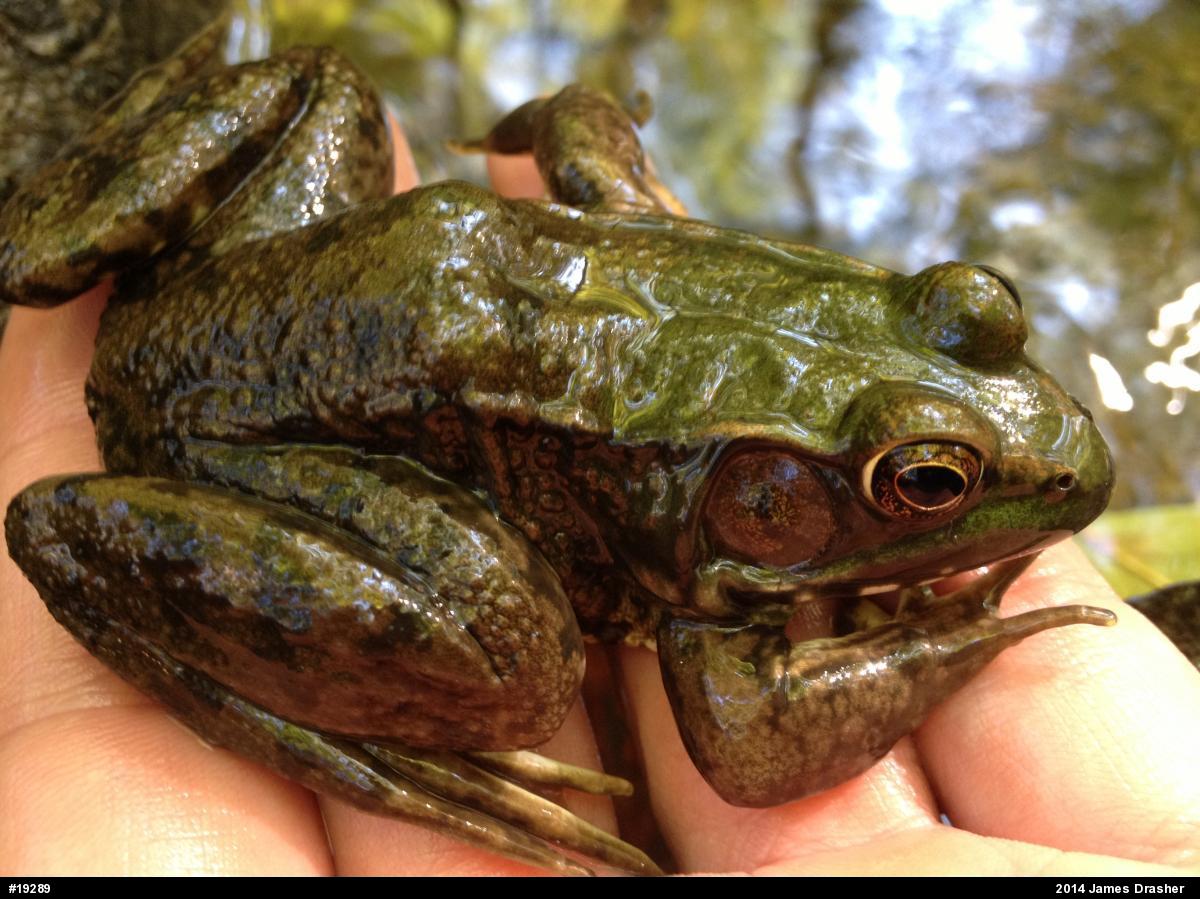 Green Frog