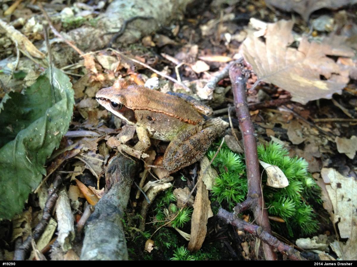 Wood Frog