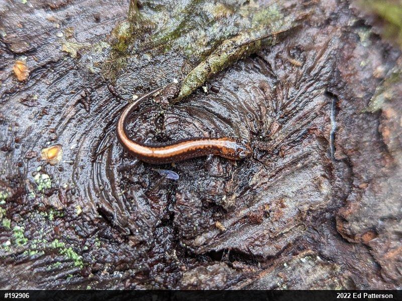 Eastern Red-backed  Salamander