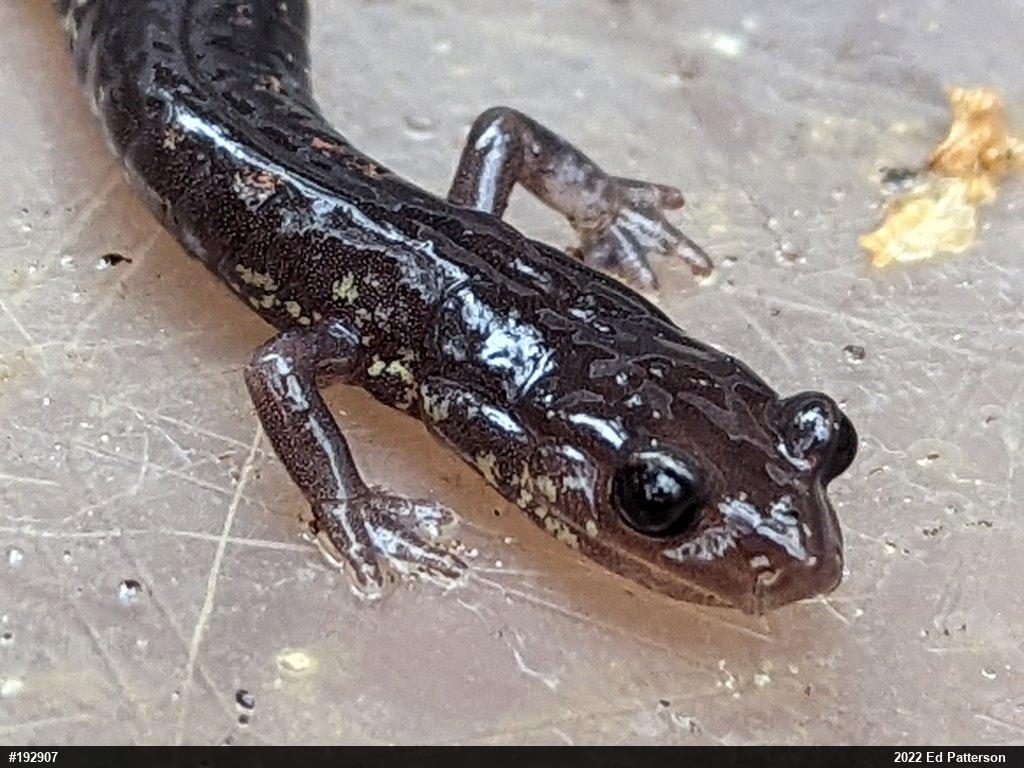 Wehrle's Salamander