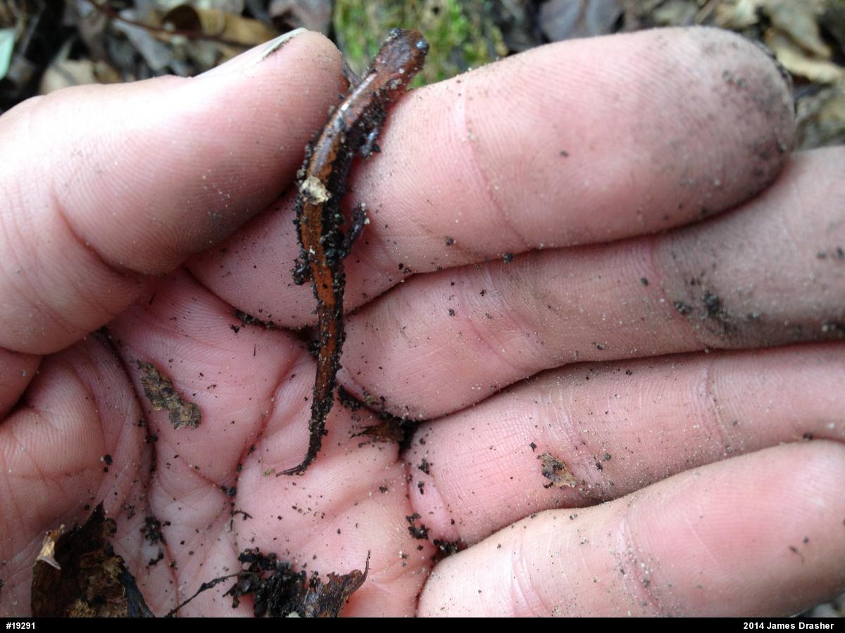 Eastern Red-backed  Salamander