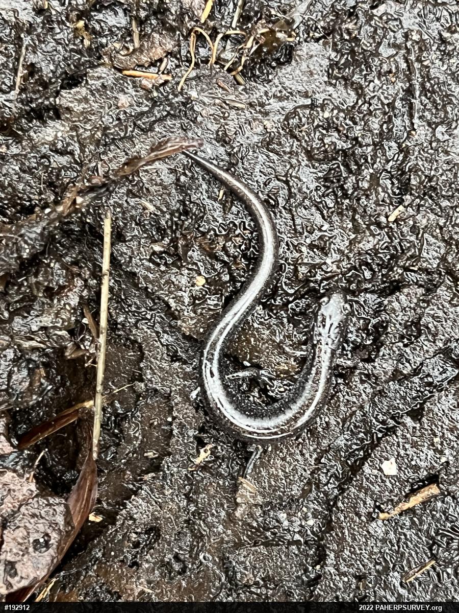 Eastern Red-backed  Salamander