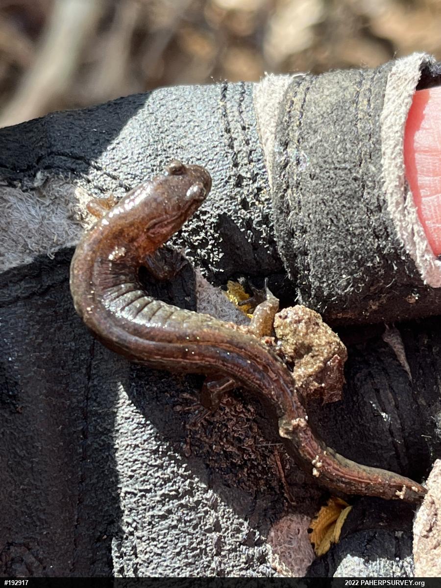 Northern Dusky Salamander