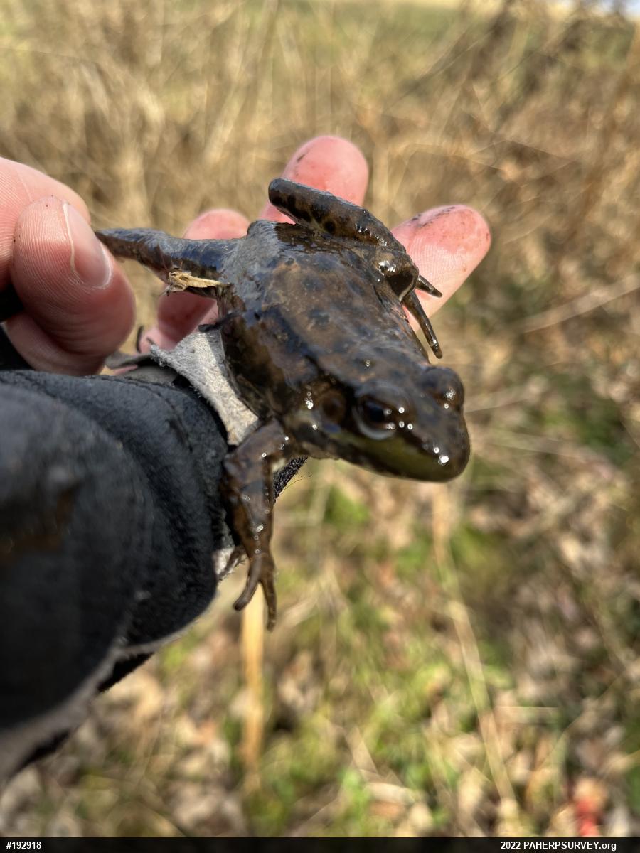 Green Frog