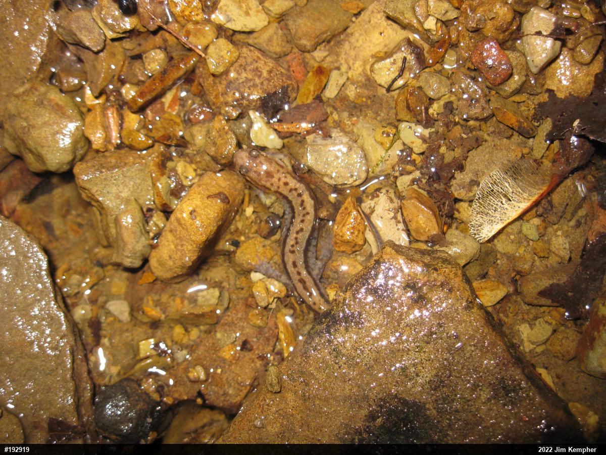 Allegheny Mountain Dusky Salamander