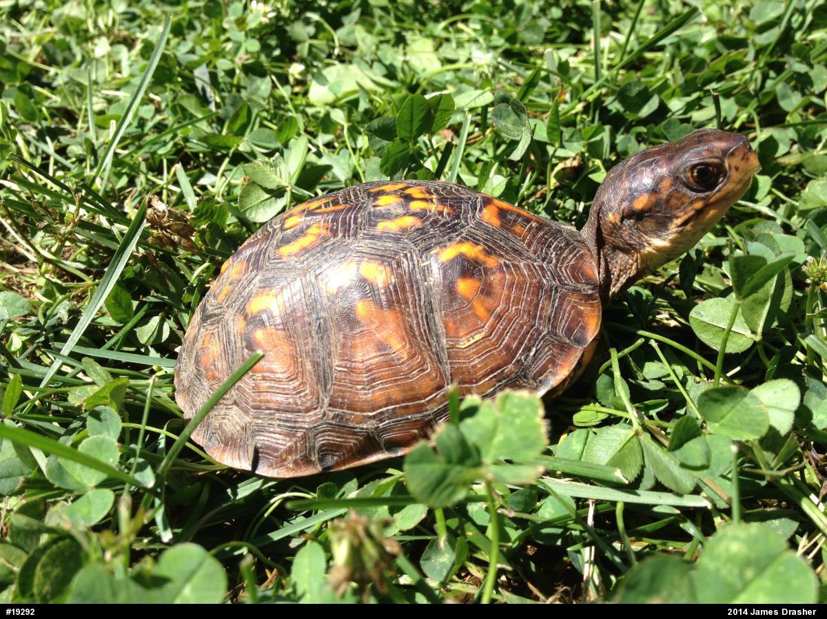 Eastern Box Turtle