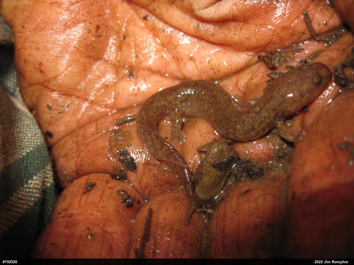 Northern Spring Salamander