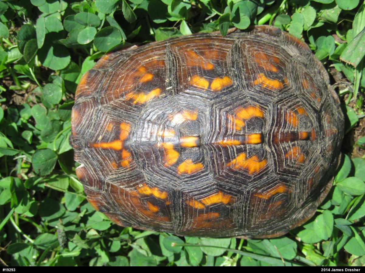 Eastern Box Turtle