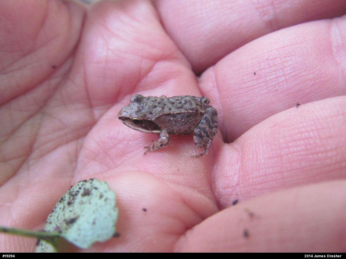 Wood Frog