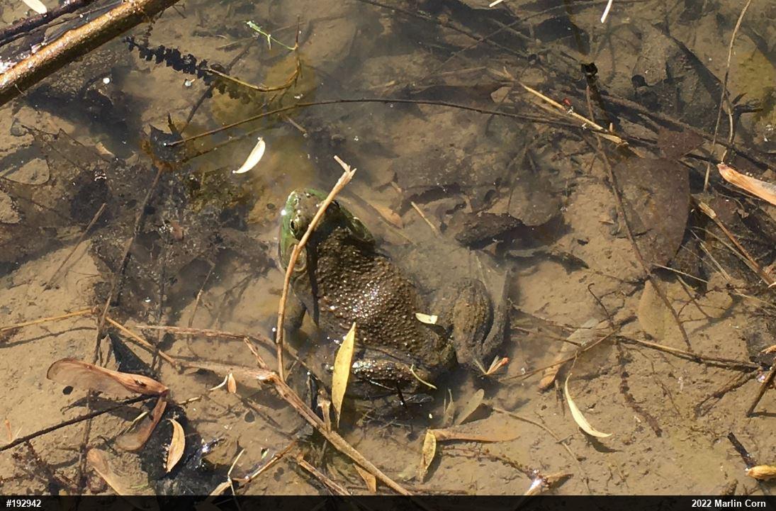American Bullfrog
