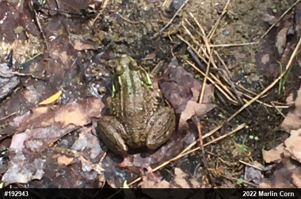 Green Frog