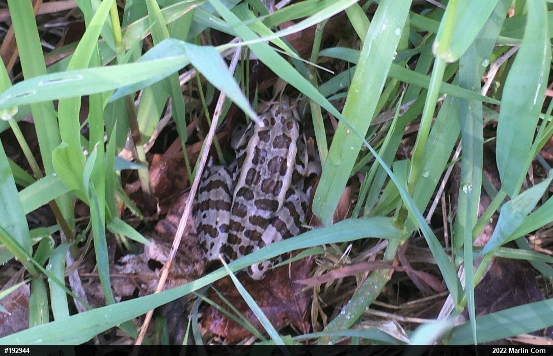 Pickerel Frog