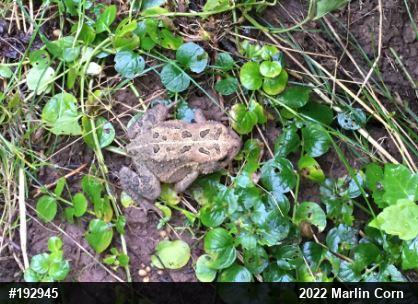 Eastern American Toad