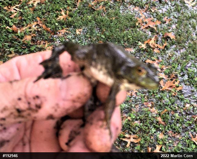 American Bullfrog