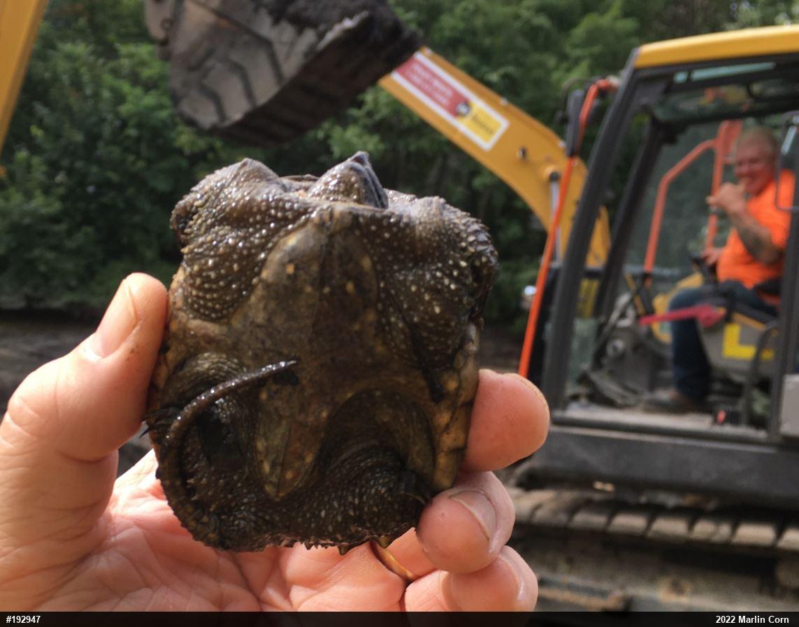 Snapping Turtle