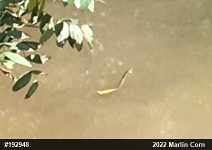 Northern Watersnake