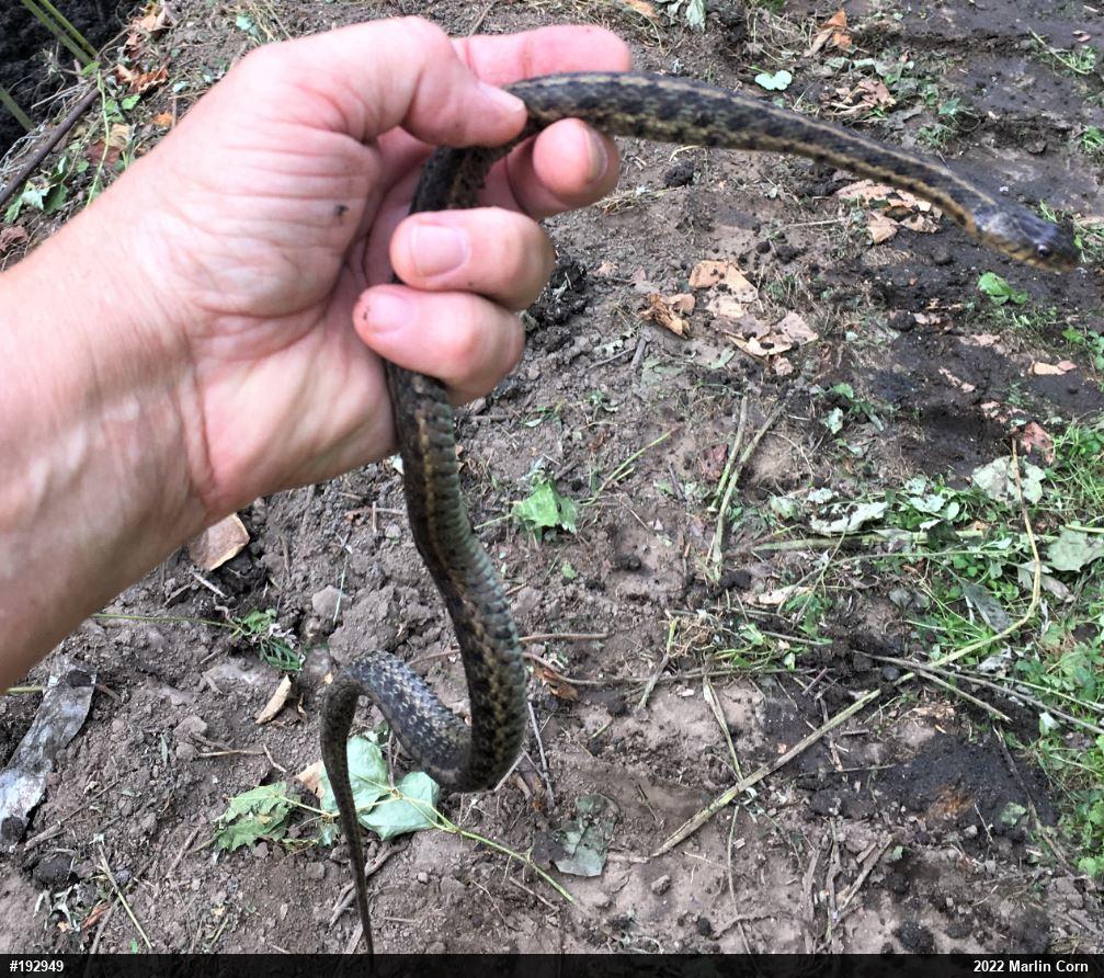 Eastern Gartersnake