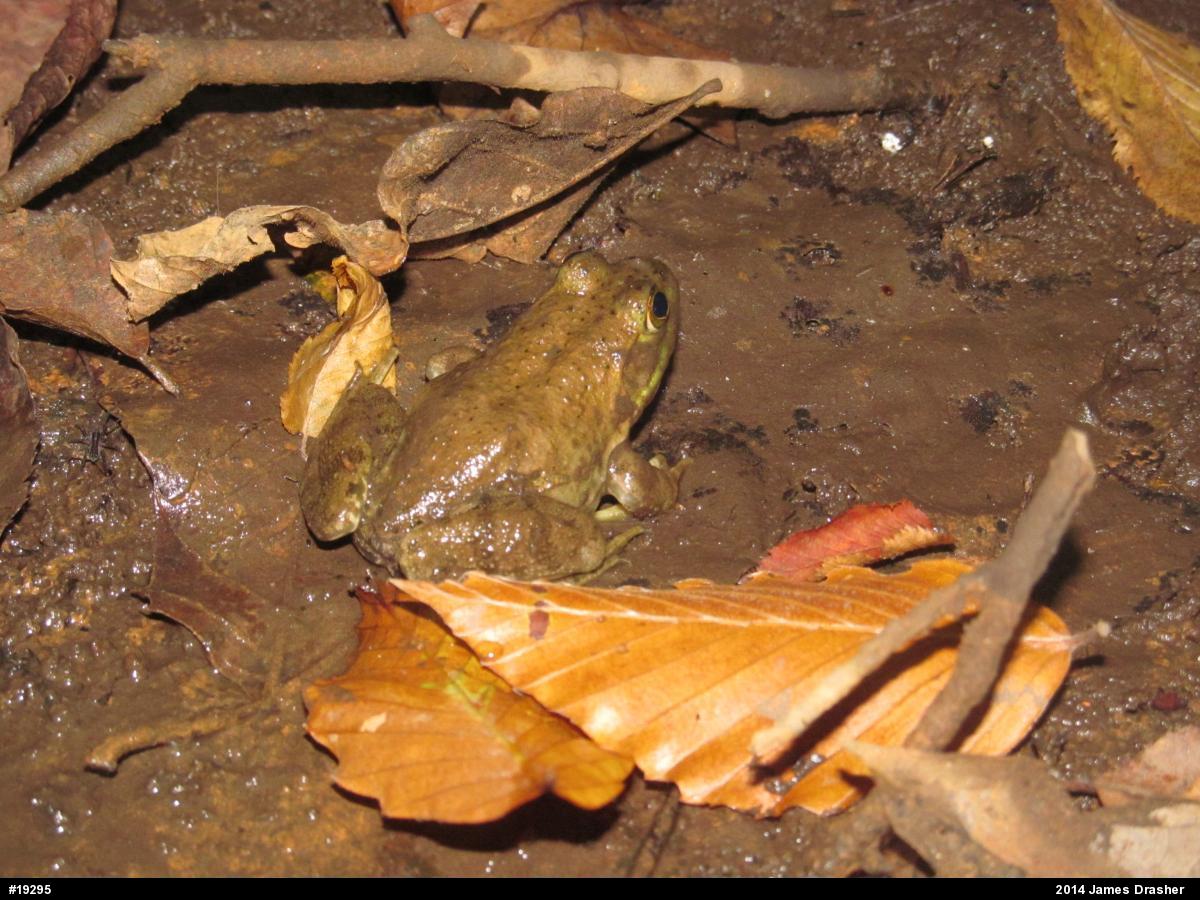 American Bullfrog
