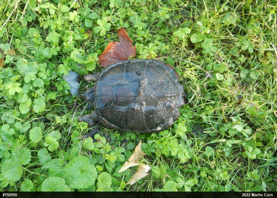 Snapping Turtle
