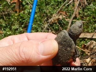Snapping Turtle